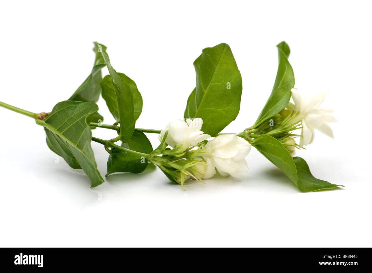 Arabischer Jasmin Blumen auf weißem Hintergrund Stockfoto