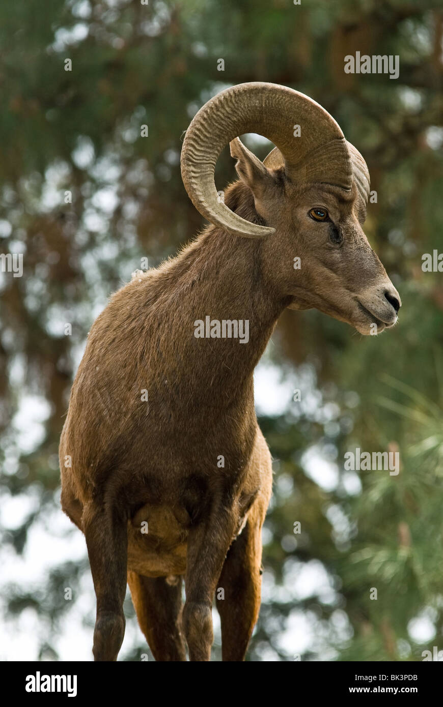 Eine wüste Bighorn Schafe. Stockfoto