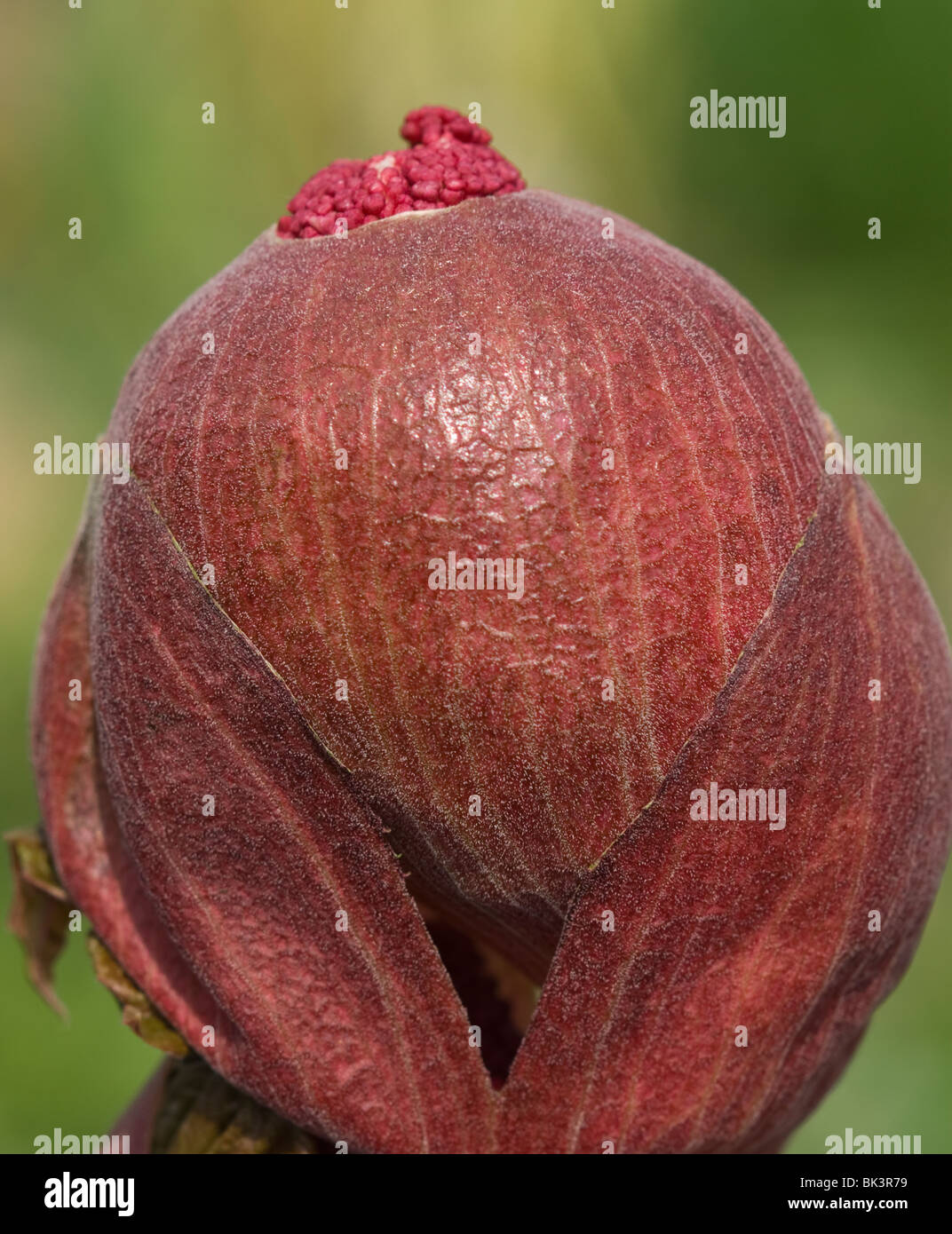 Rheum Palmatum Blütenknospe Stockfoto