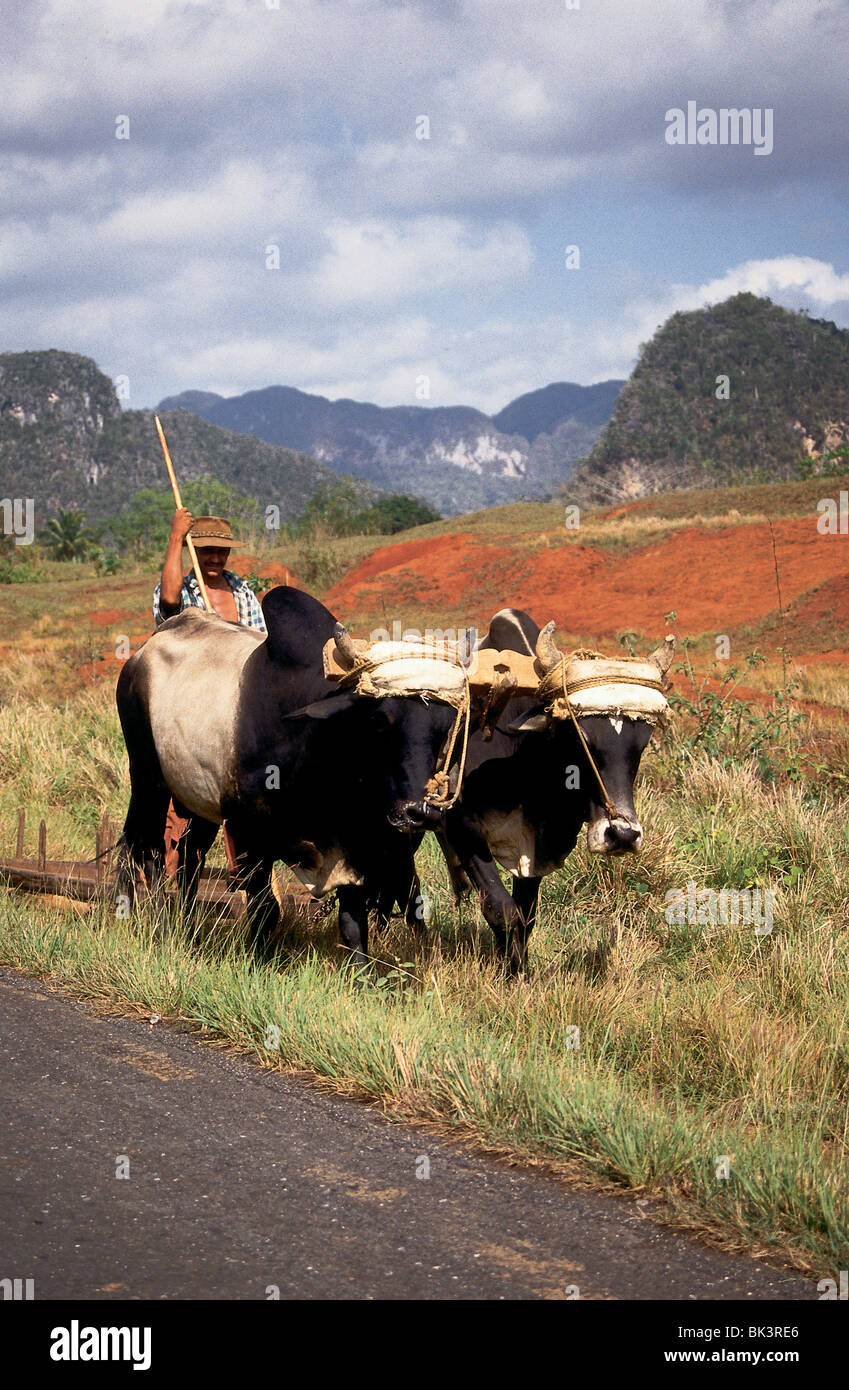 Ochsen im Tal von Vinales, Provinz Pinar Del Rio, Kuba Stockfoto