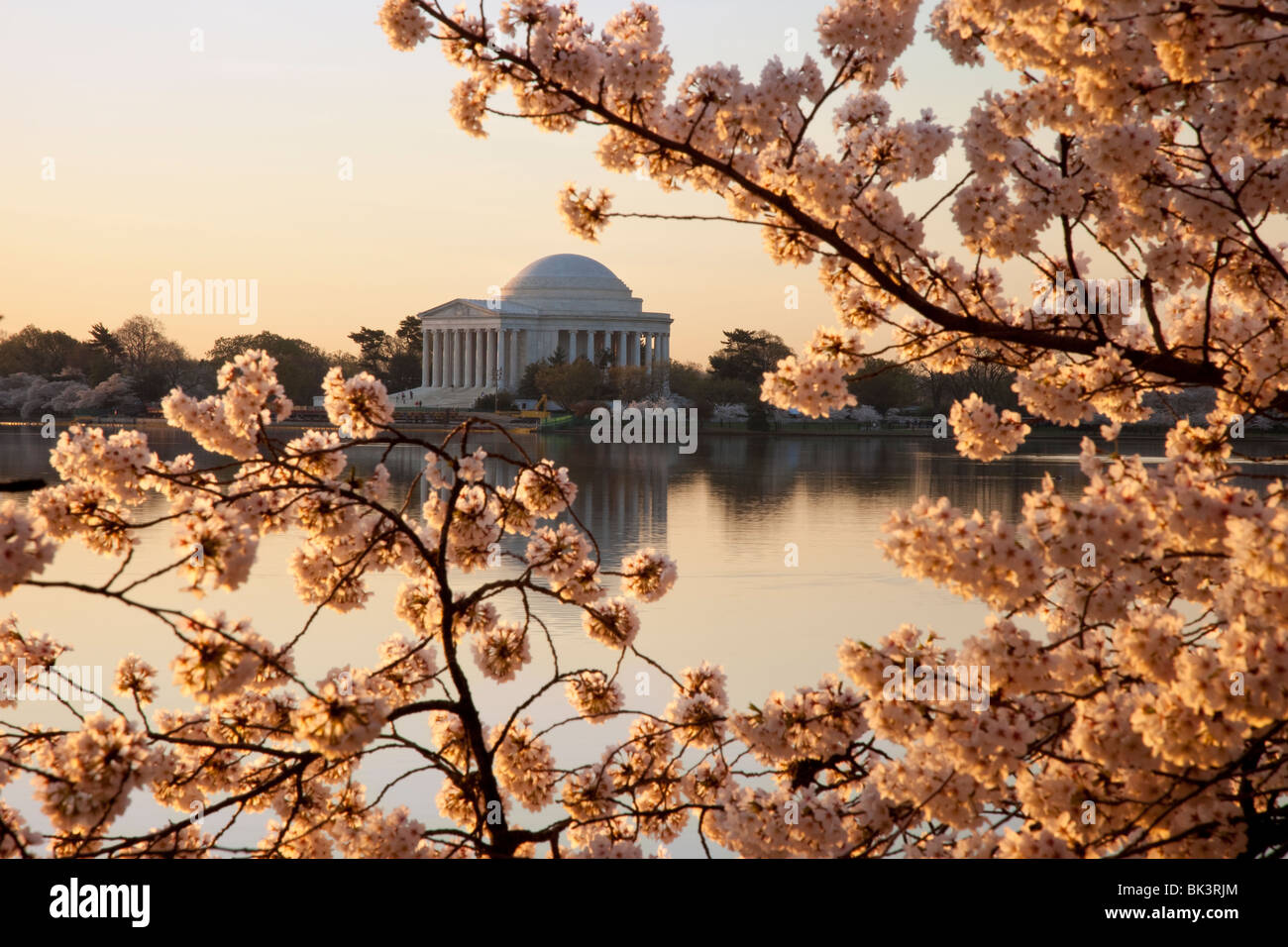 Morgendämmerung am Tidal Basin mit blühenden Kirsche Bäume und dem Jefferson Memorial, Washington DC USA Stockfoto