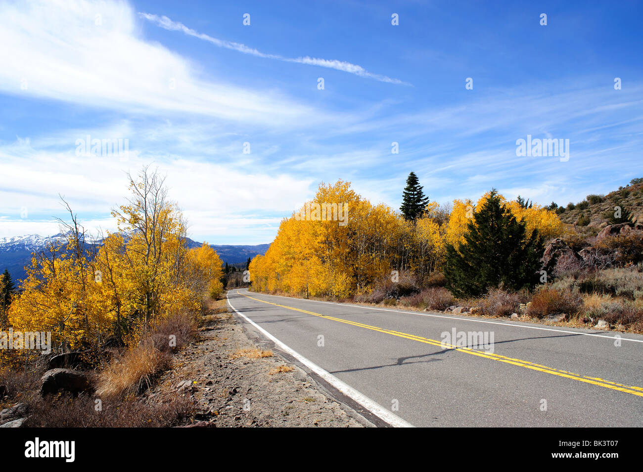 Herbst Espen, Alpine County Kalifornien Stockfoto