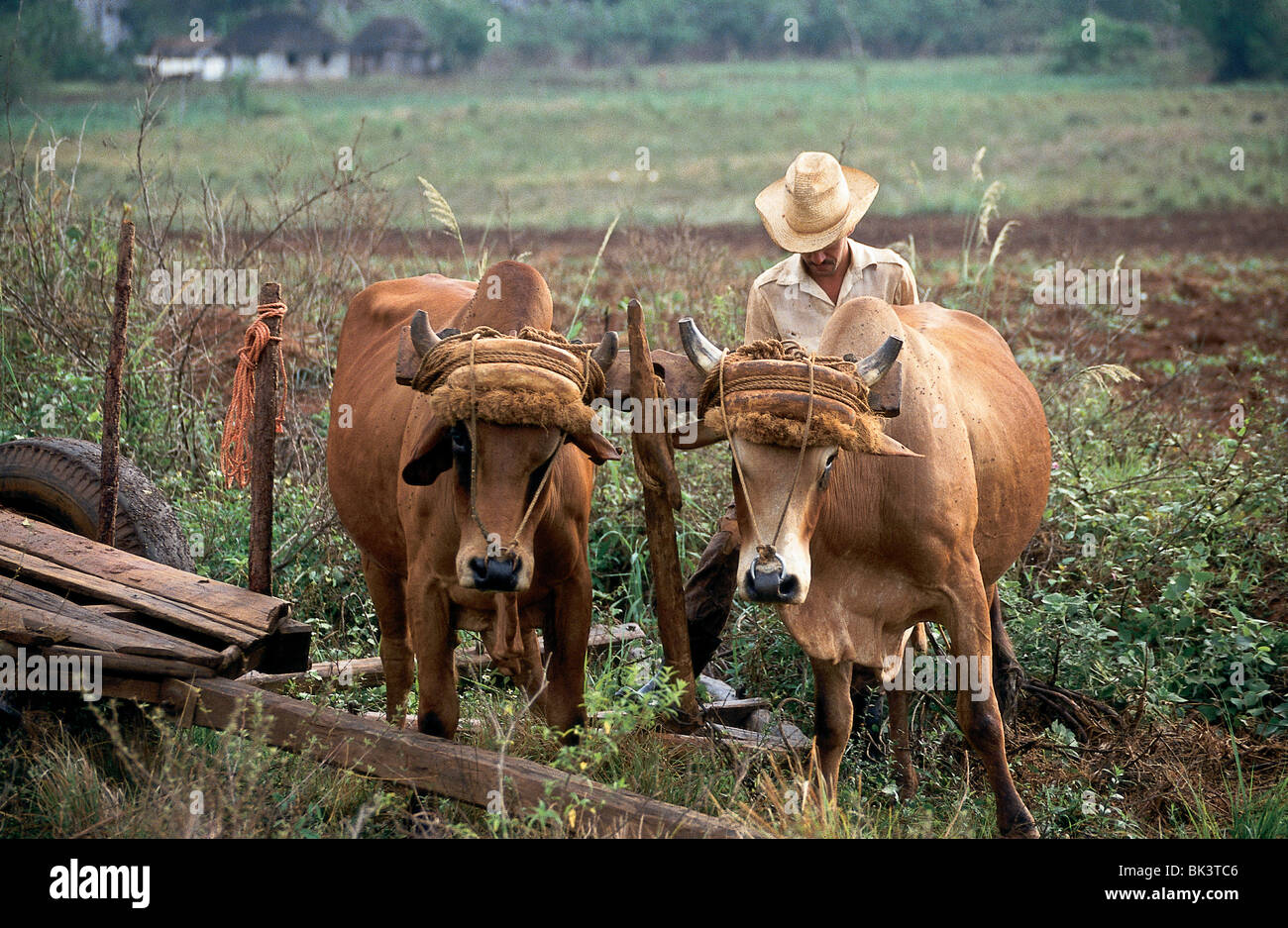 Bauer mit Ochse-Mannschaft im Vinales Tal, Provinz Pinar del RÌo, Kuba Stockfoto