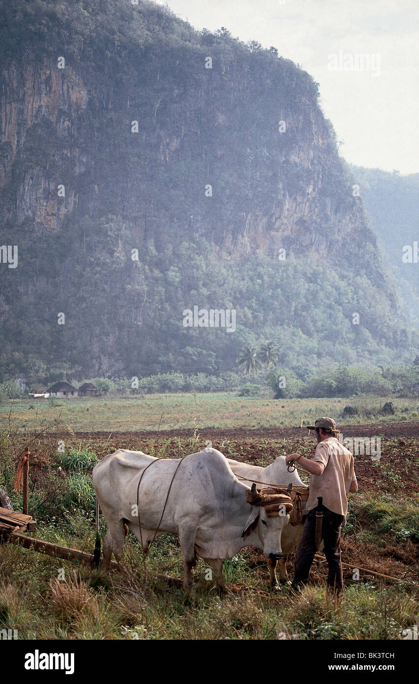 Landwirt mit einem Joch Ochsen Team in das Tal von Vinales, Provinz Pinar Del Rio, Kuba Stockfoto