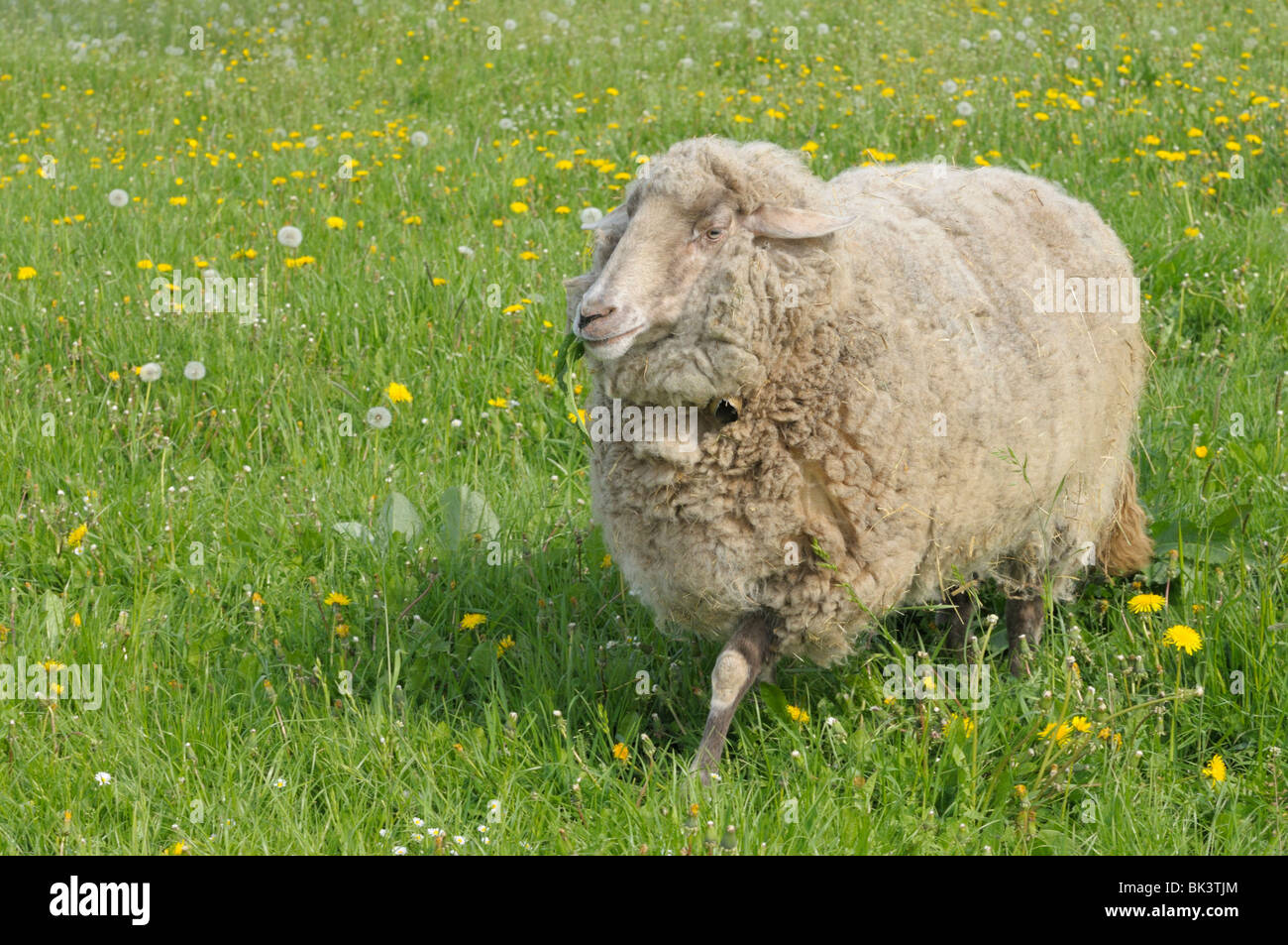 Schaf auf einer Wiese spazieren Stockfoto