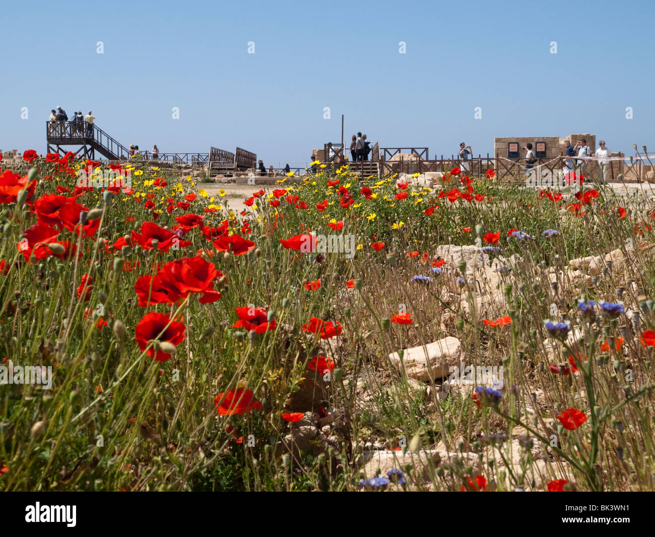 Mohnblumen im archäologischen Park, Zypern Paphos Europe Stockfoto