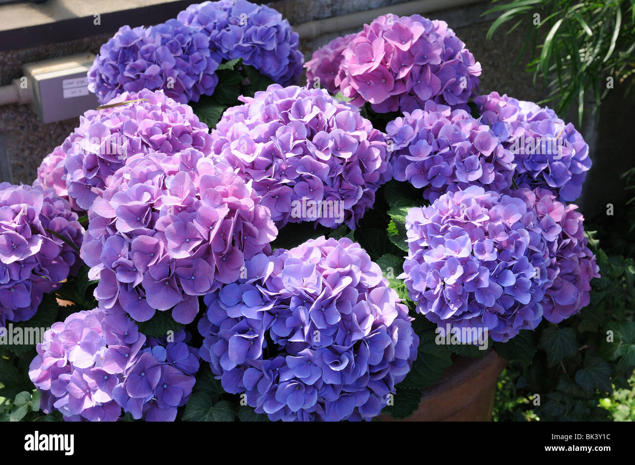 Hortensien blühen in Longwood Gardens, Kennett Square, Pennsylvania. Stockfoto