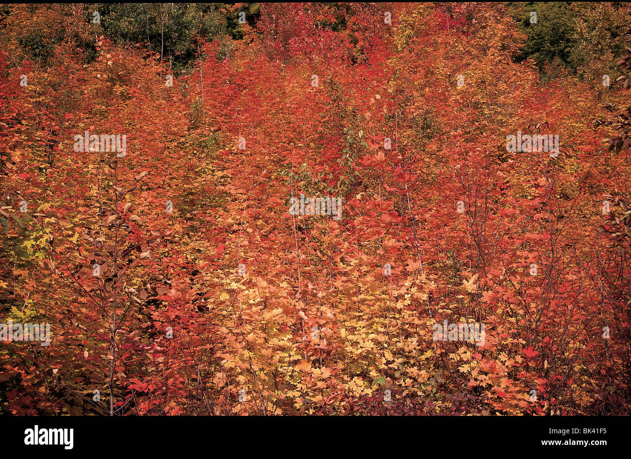 Herbst in den grünen Bergen von Vermont, United States Stockfoto