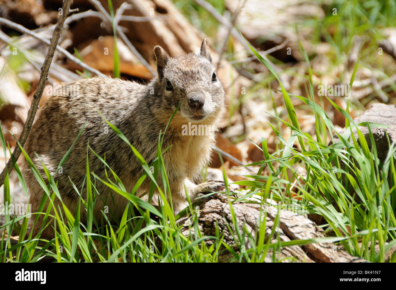 Hungrig, neugieriges Eichhörnchen im Indian Garden, Grand Canyon, Arizona Stockfoto