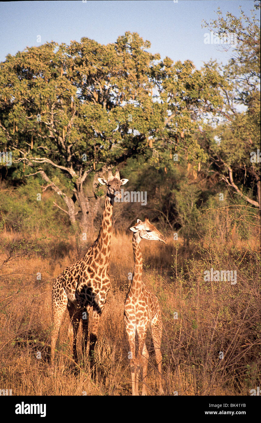 Zwei junge Giraffen, Sambia Stockfoto