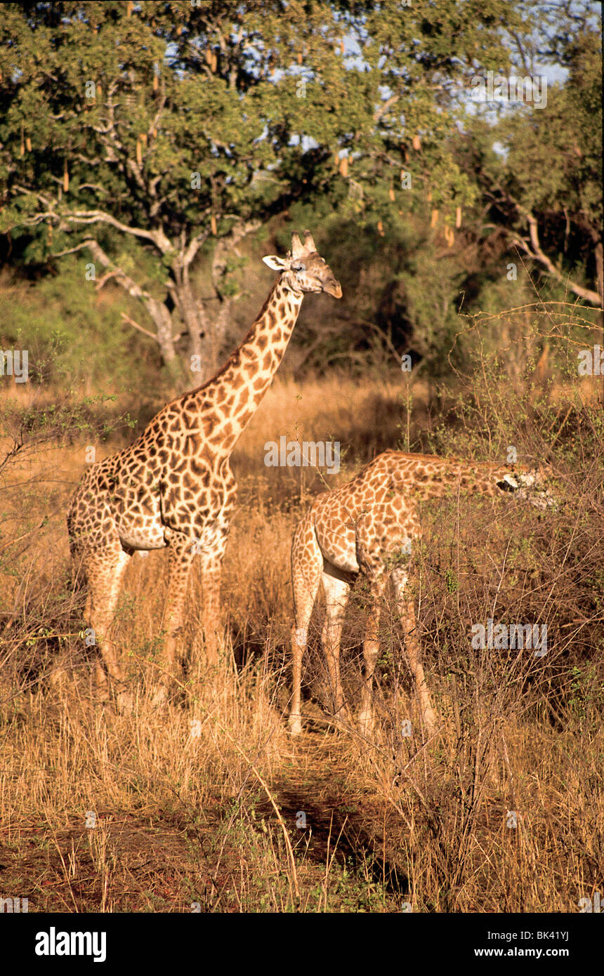 Zwei junge Giraffen, Sambia Stockfoto