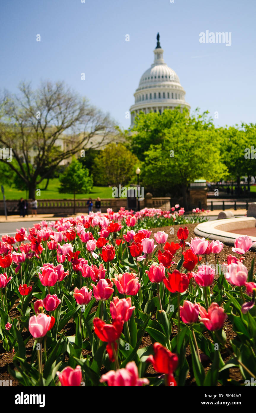 WASHINGTON, DC, USA – Im Vordergrund blüht Eine lebhafte Frühlingstulpen, die einen farbenfrohen Kontrast zum majestätischen Kapitol der Vereinigten Staaten im Hintergrund bilden. Diese malerische Szene fängt die Schönheit von Washington, DC im Frühling ein, mit der ikonischen neoklassizistischen Architektur des Kapitols, ergänzt durch die sorgfältig gestalteten Gärten und saisonalen Blumenarrangements. Stockfoto