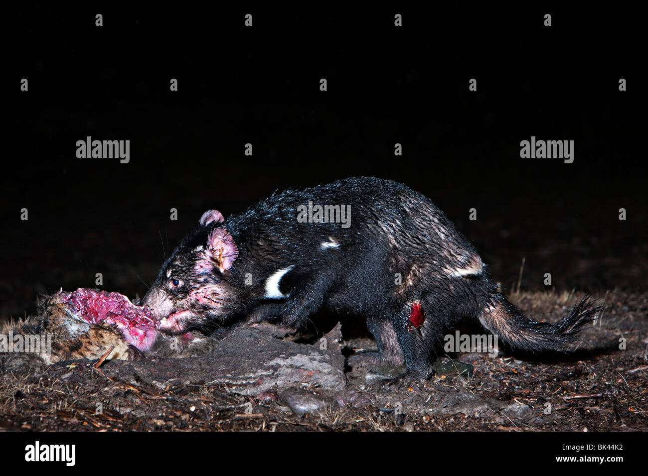 Wilder Tasmanischer Teufel (Sarcophilus Harrisii) ernähren sich von AAS. Stockfoto
