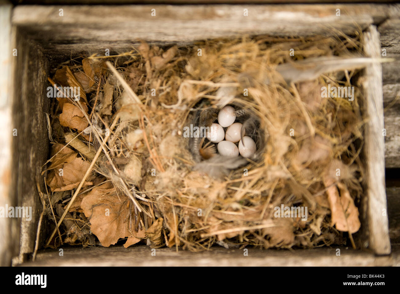 die Bewicks Zaunkönig 'Thryomanes Bewickii' nest 5 Eiern Stockfoto