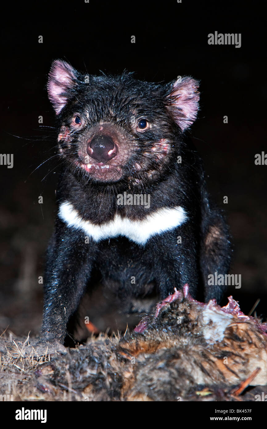 Wilder Tasmanischer Teufel (Sarcophilus Harrisii) ernähren sich von AAS. Stockfoto