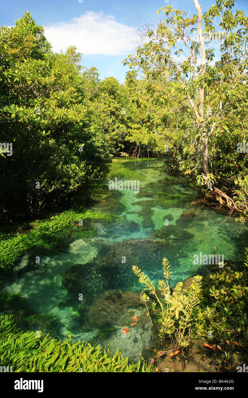 klaren tropischen Stream am Tha Pom, Krabi, Thailand Stockfoto