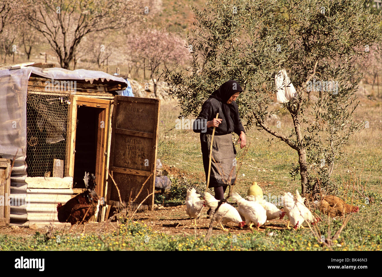 Frau in der Nähe von Hühnerstall tendenziell eine Herde von Hähnchen, Griechenland Stockfoto