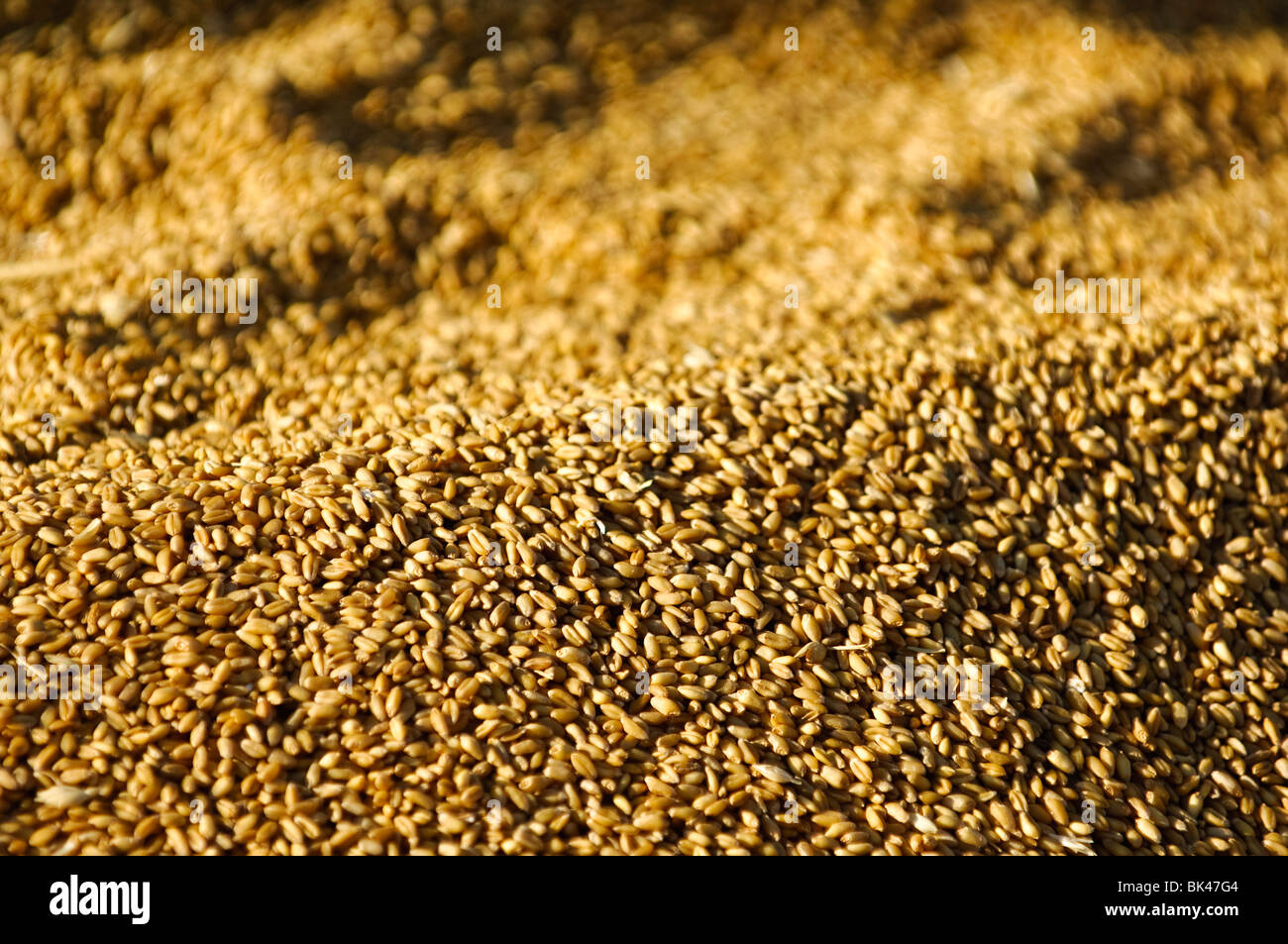 Ein Hügel aus geernteten Weizenkörner Stockfoto