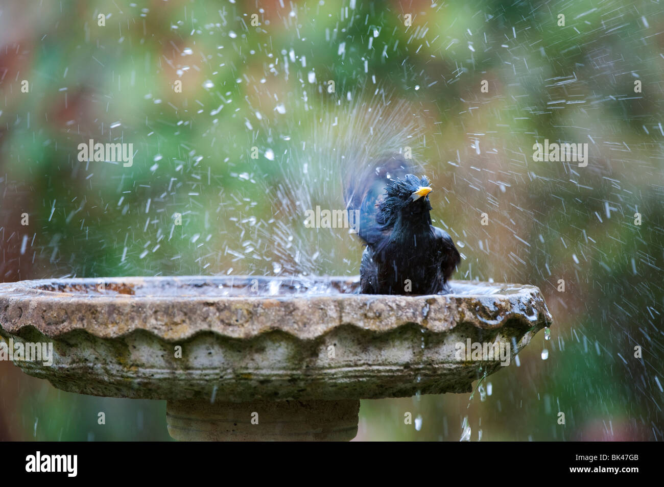 Sturnus vulgaris. Starling Waschen in einem Stein vogelbad im Garten. Großbritannien Stockfoto
