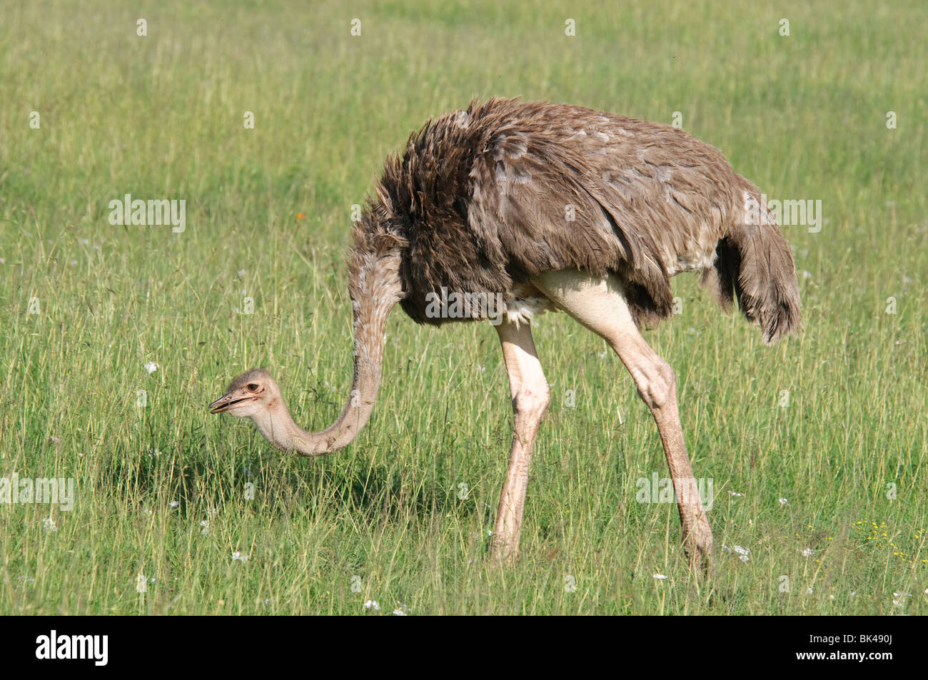 Gemeinsamen Strauß Struthio Camelus Fütterung in Savanne Grünland Stockfoto