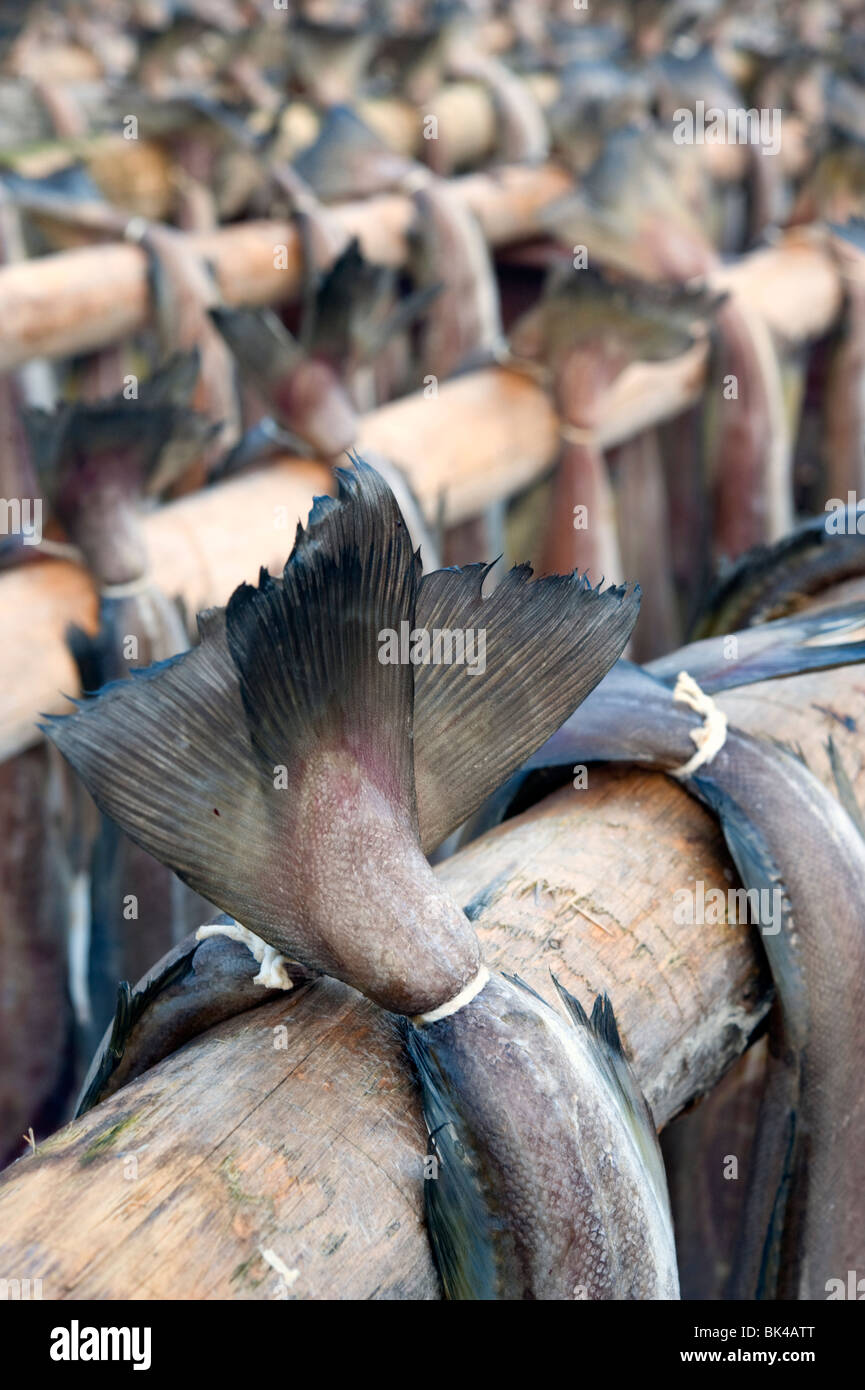 Trocknung von Kabeljau, traditionellen Stockfisch auf Outdoor-Gestellen auf Lofoten in Norwegen zu produzieren Stockfoto