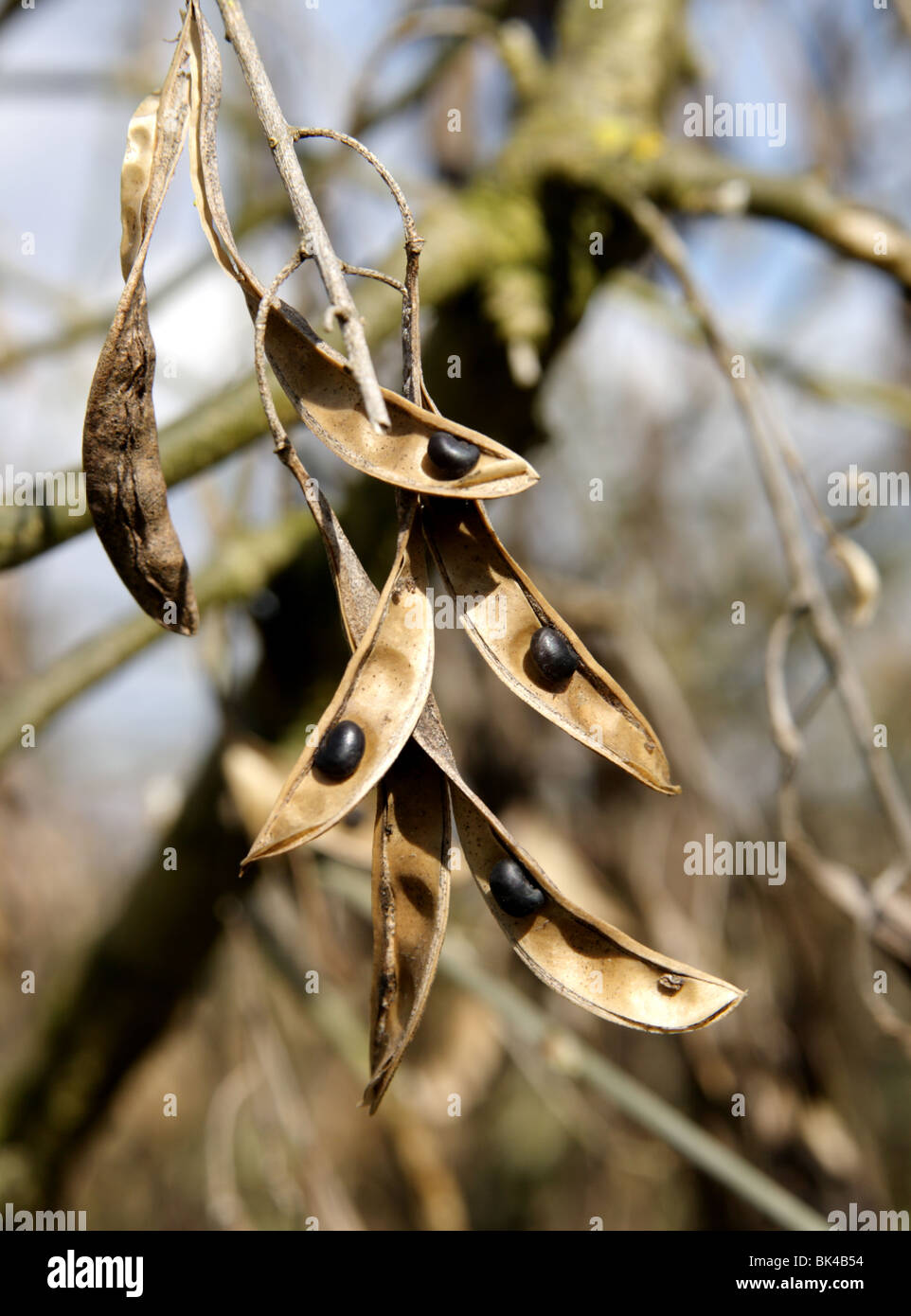 Robinia Pseudoacacia, allgemein bekannt als die Robinie Samen im Frühjahr, Großbritannien, 2010 Stockfoto