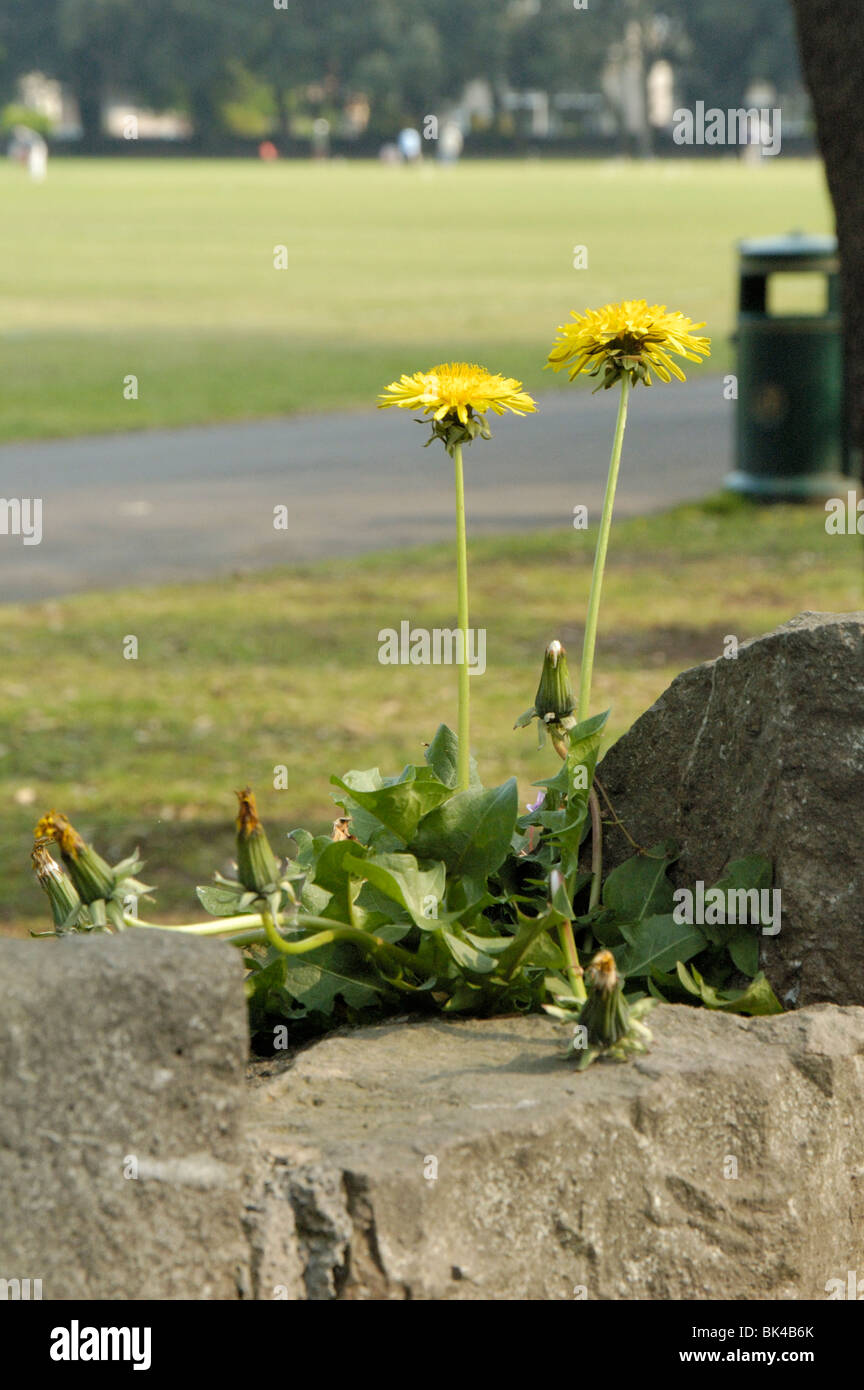 Löwenzahn Stockfoto