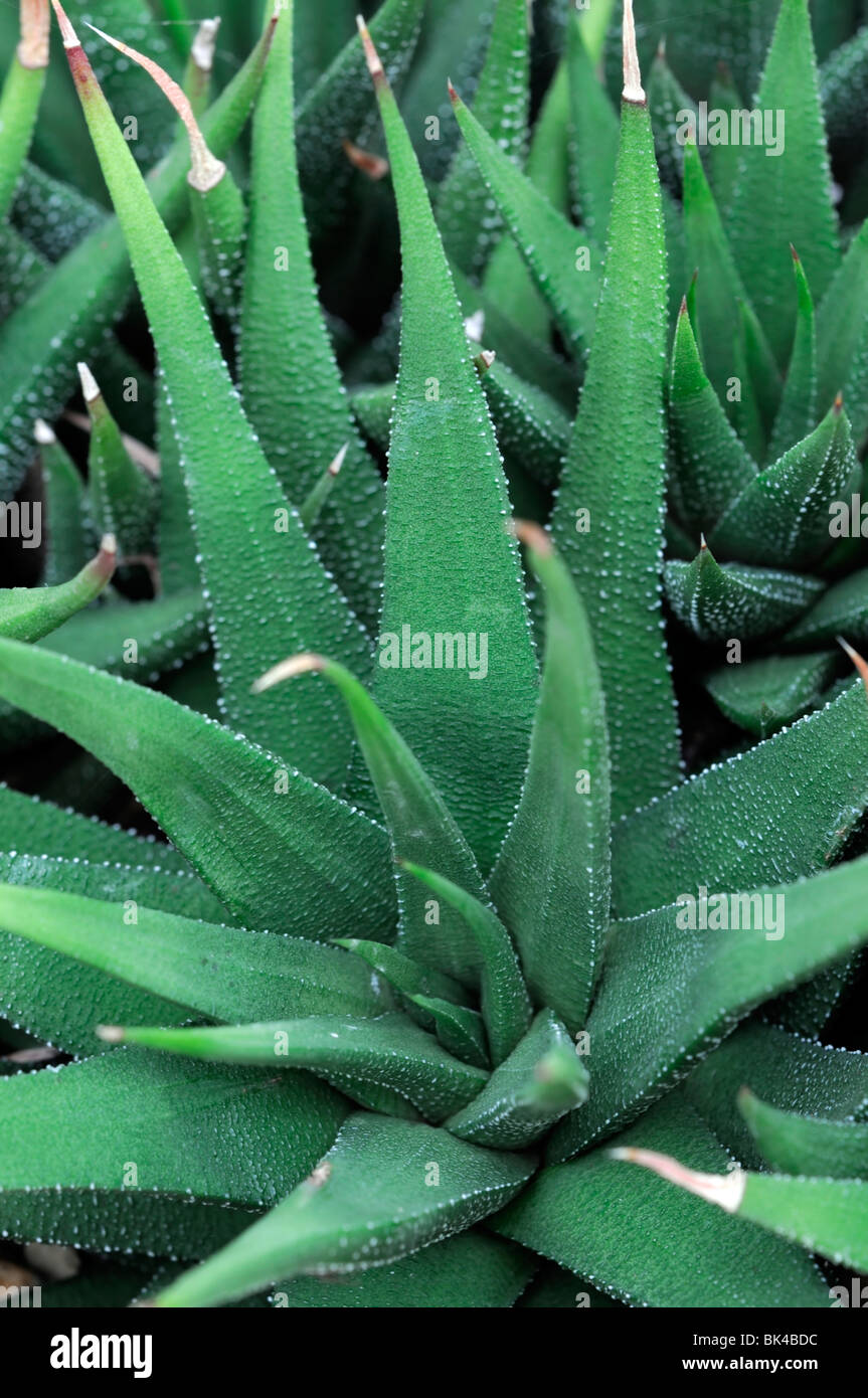 Nahaufnahme der Haworthia Subulata ein saftiger Kaktus mit schmalen und  spitz grne Bltter Stockfotografie - Alamy