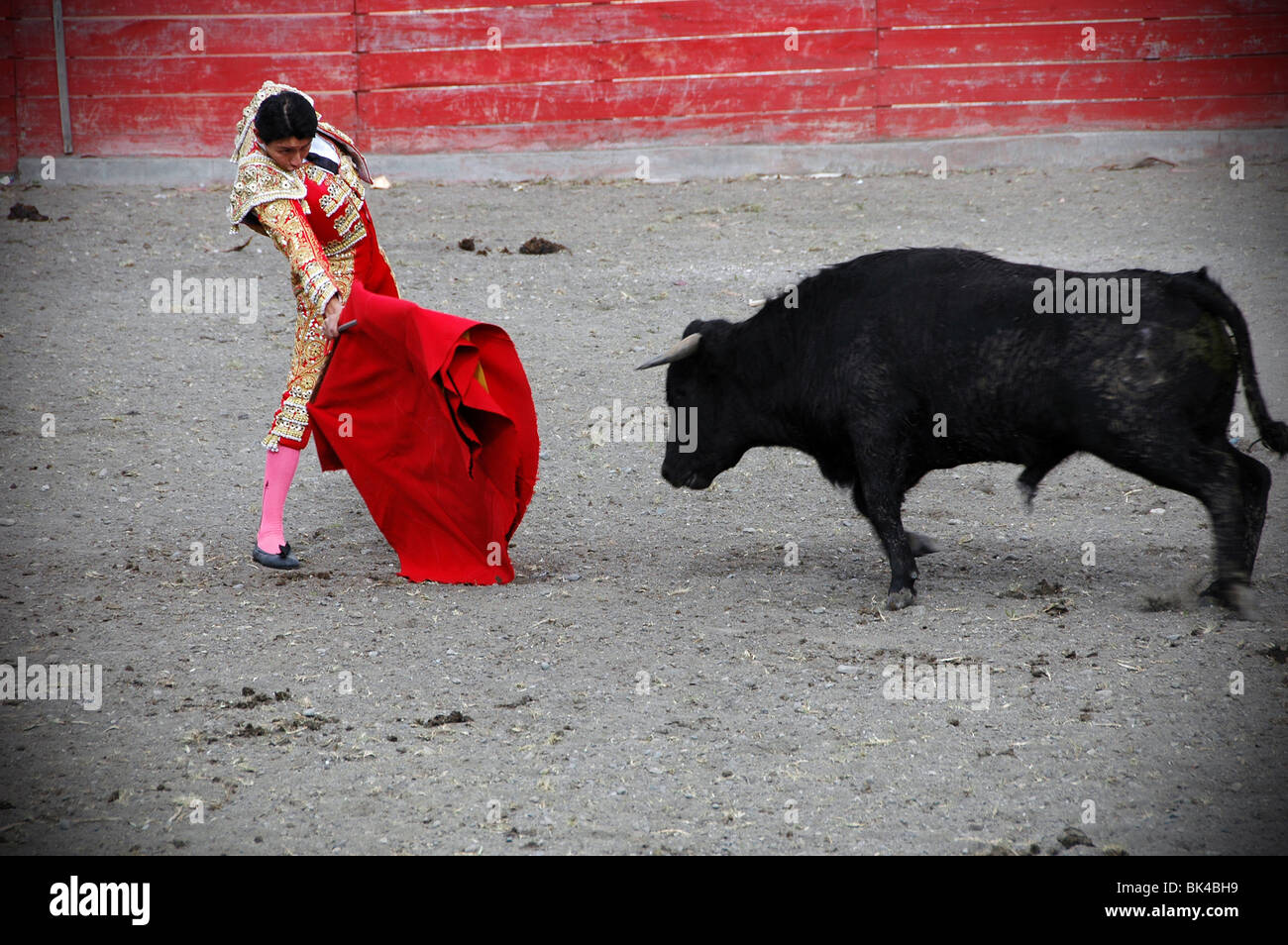 Stierkampf in Ecuador Stockfoto