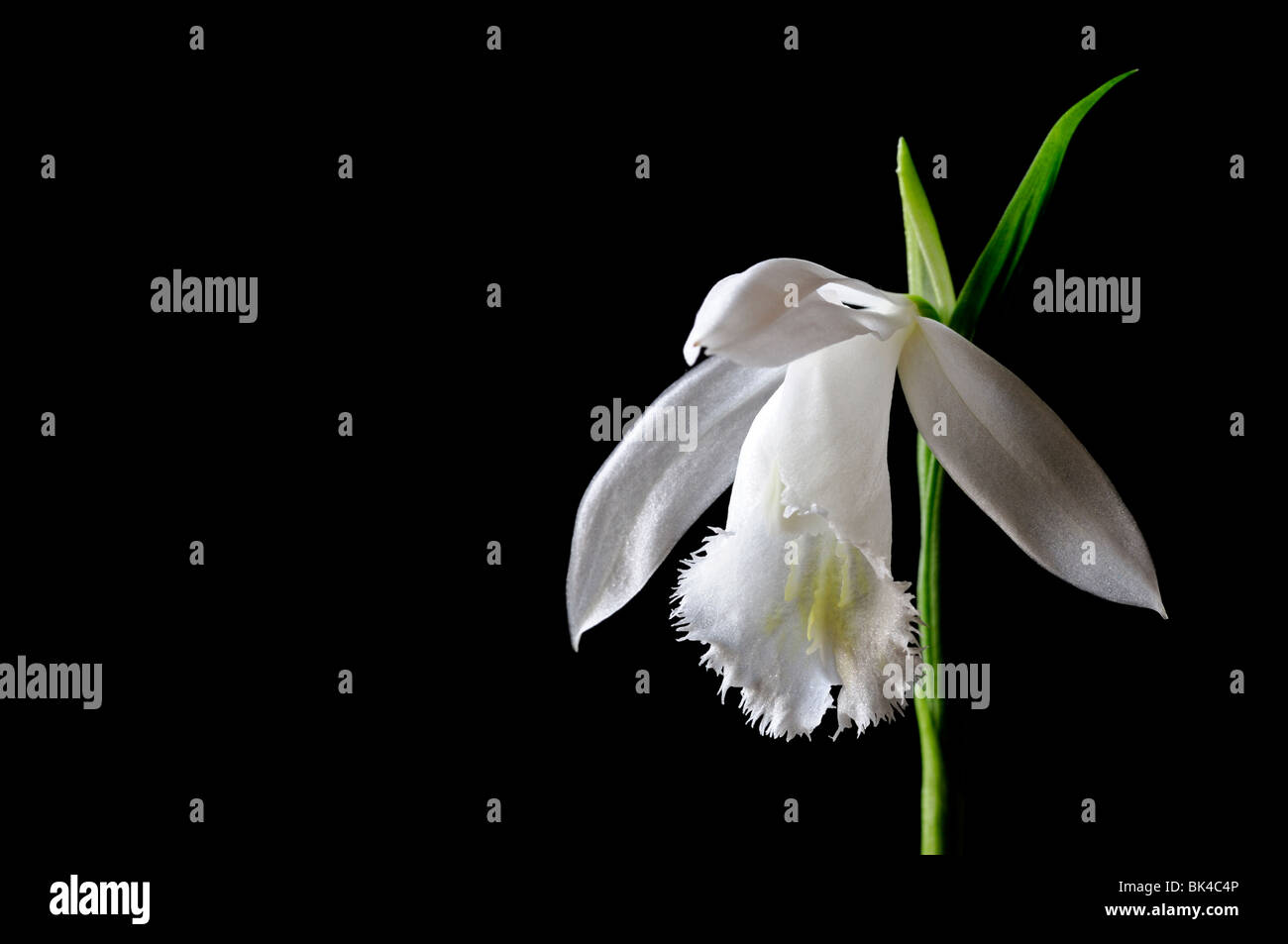 Pleione Formosana Alba Arten Fensterbank Orchidee Blume Pflanze weiße Stellen Sie Kontrast Kontrast Schwarz dunkel Stockfoto