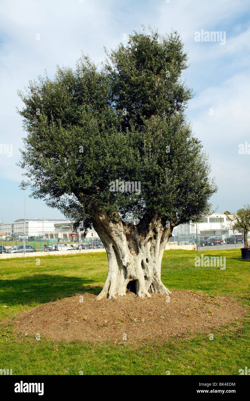 Eine säkulare Olivenbaum Stockfoto