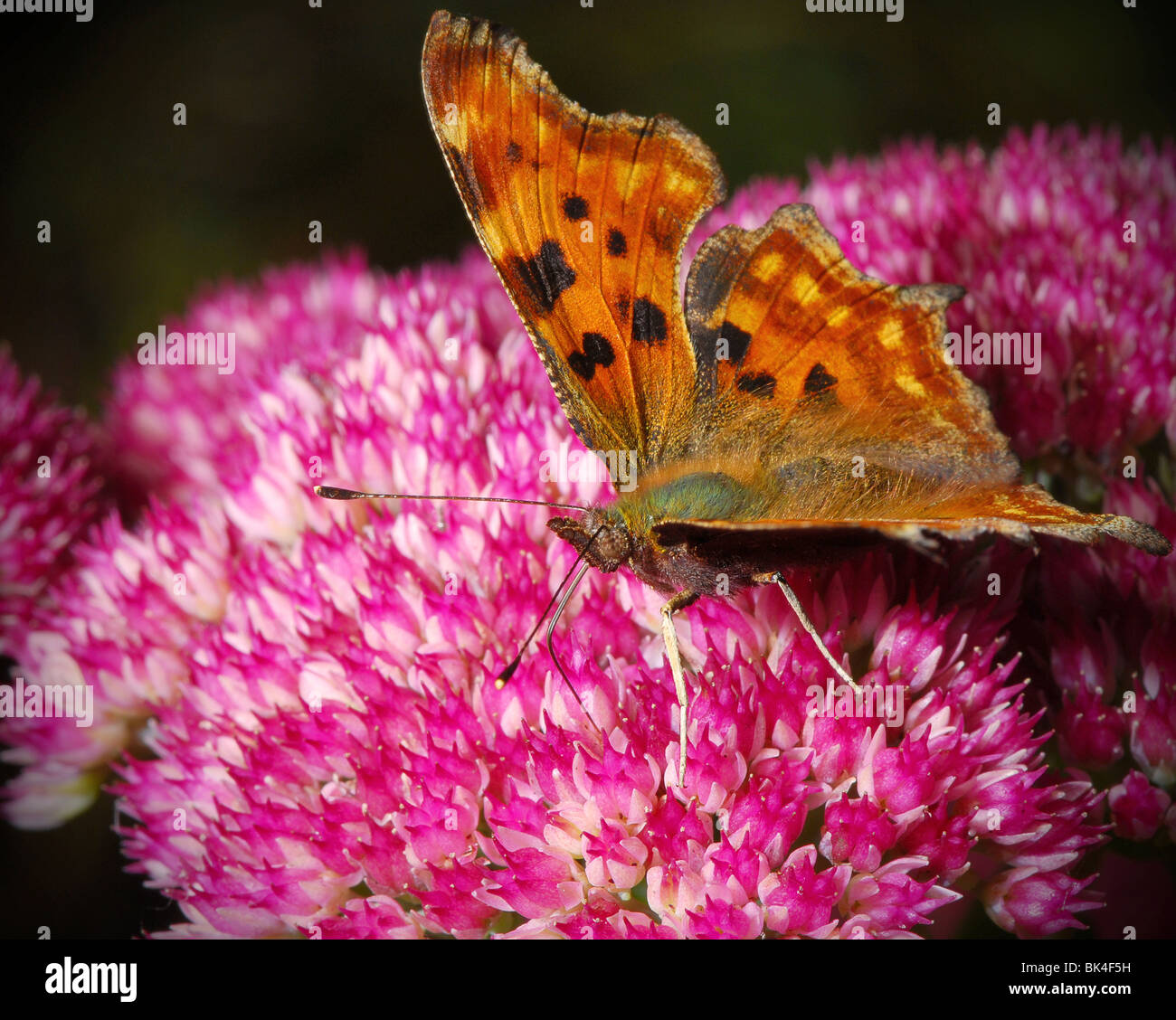 Schmetterling auf rosa Blumen Stockfoto