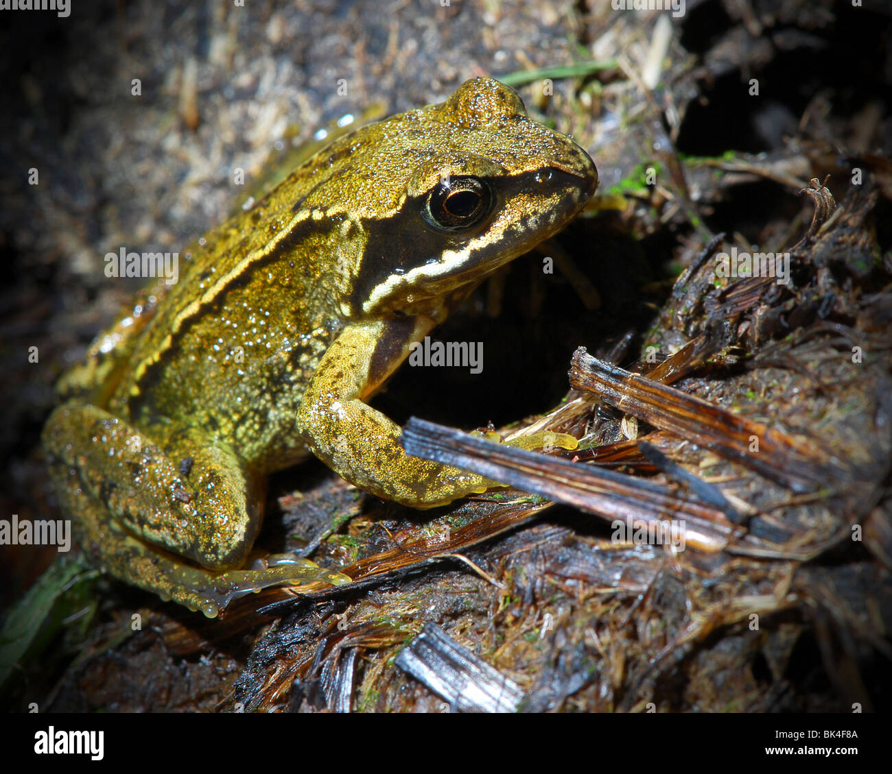 Baby-Frosch Stockfoto