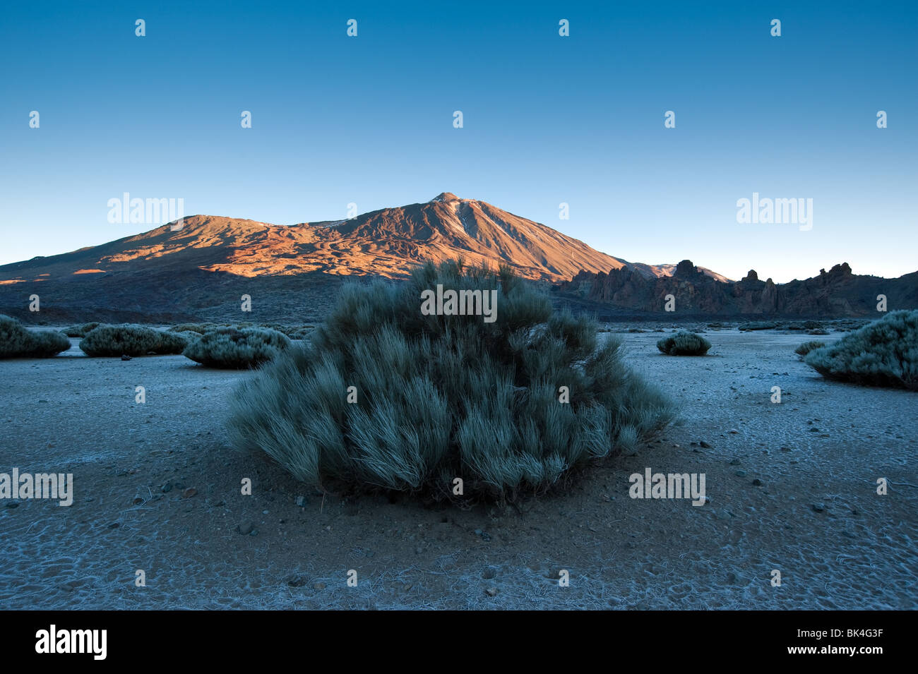 Teide-Ginster bei Sonnenaufgang den Teide Teneriffa Stockfoto