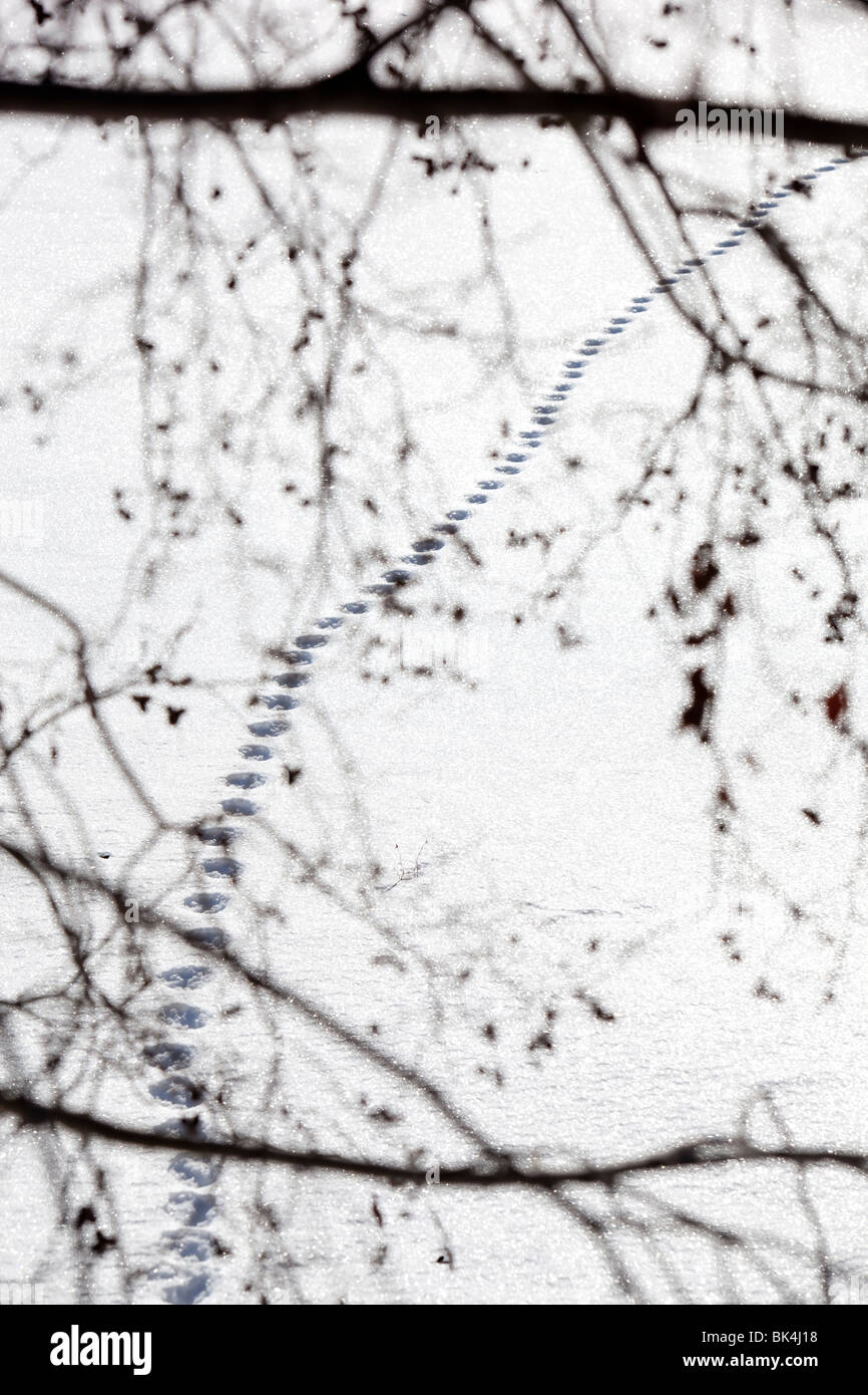 Katze-Spuren im Schnee Stockfoto