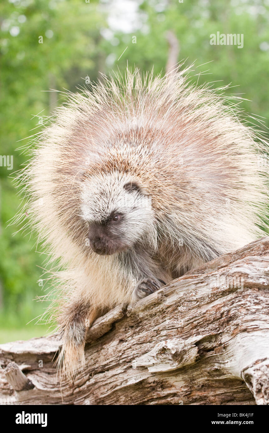 Erwachsene männliche Urson, Erethizon Dorsatum, Minnesota, USA Stockfoto