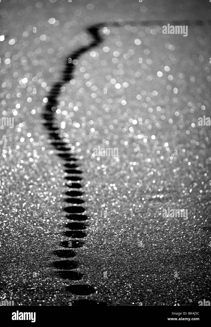 Katze-Spuren im Schnee Stockfoto