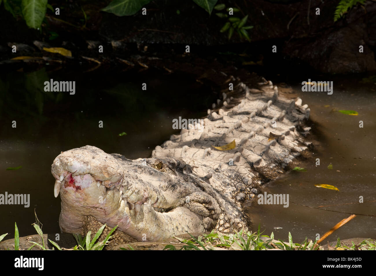 Salzwasser-Krokodil, Crocodylus Porosus, aufgeführt als gefährdet Stockfoto