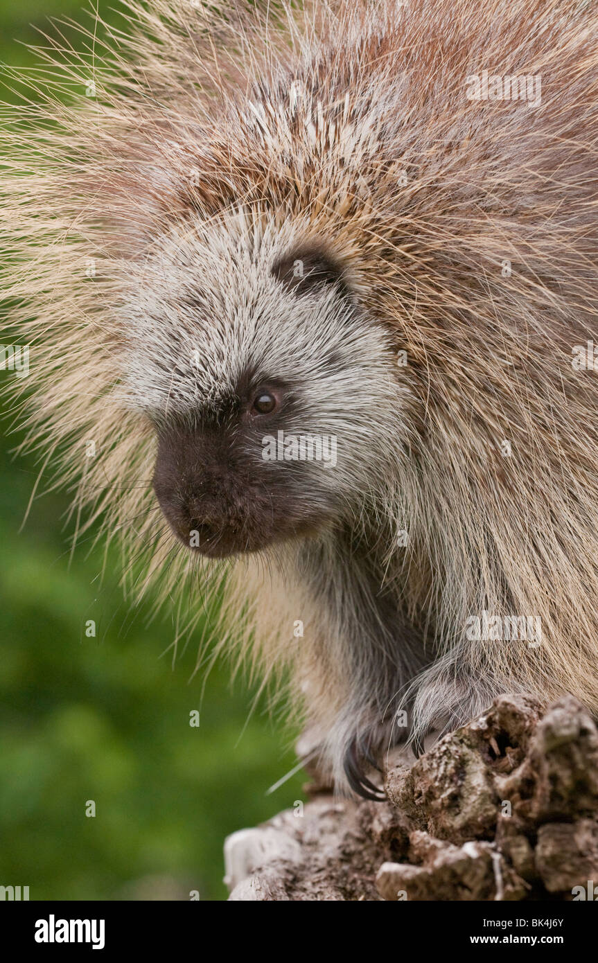 Erwachsene männliche Urson, Erethizon Dorsatum, Minnesota, USA Stockfoto