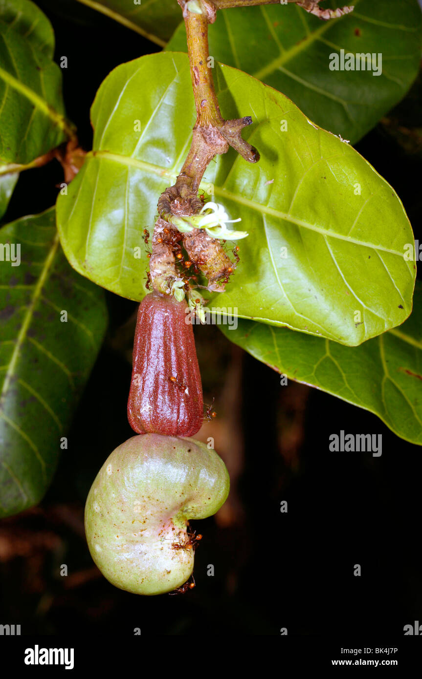 Cashew-Frucht (Anacardium Occidentale) Stockfoto