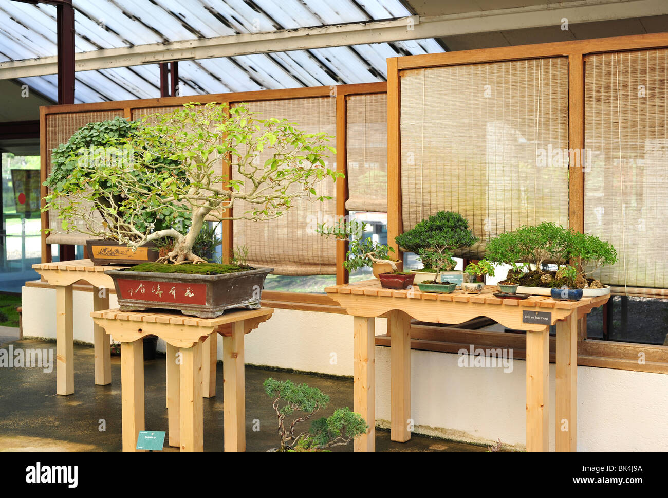 Bonsai Greenhouse Display Stockfotos & Bonsai Greenhouse Display Bilder