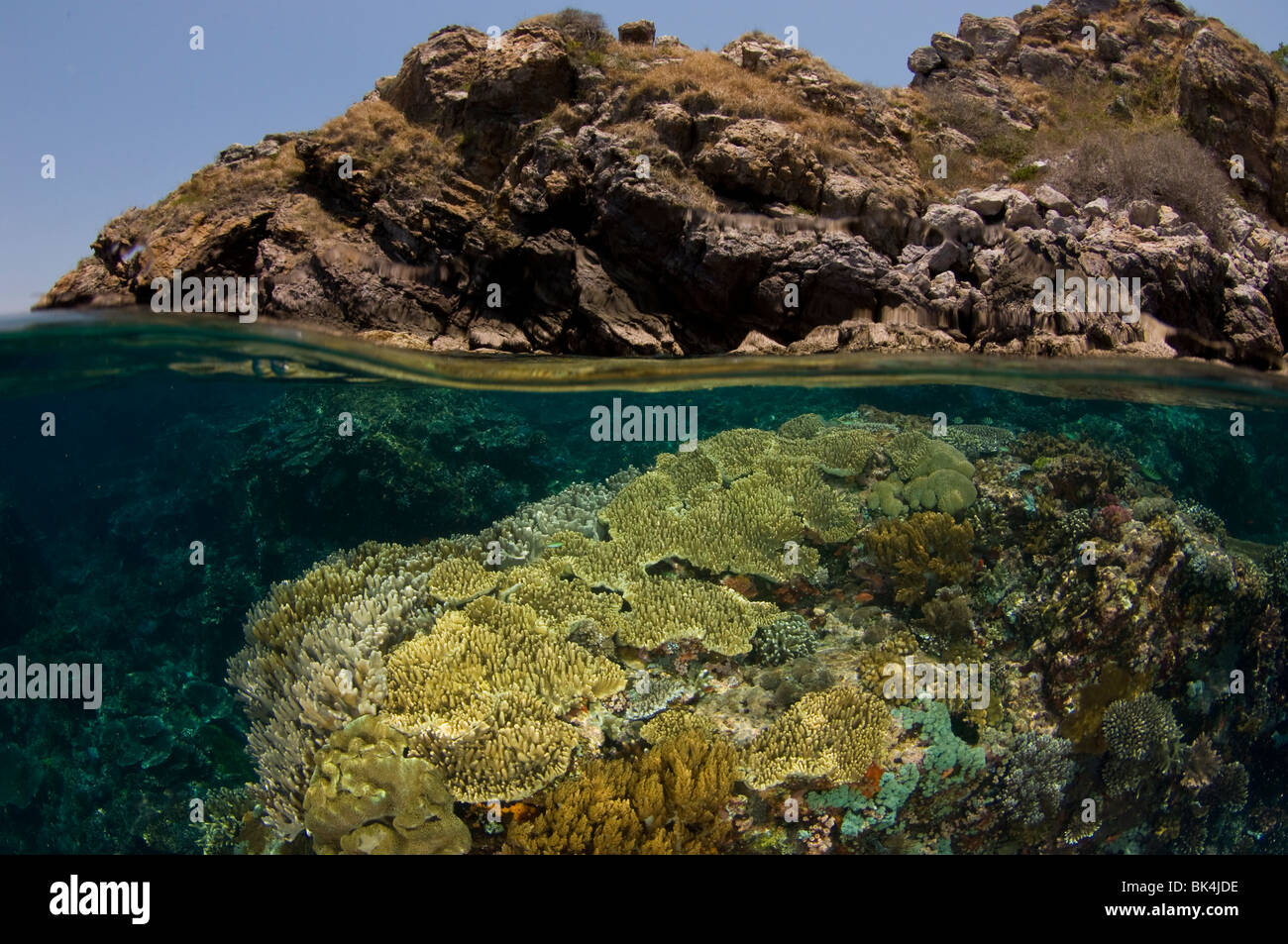 Oben und unten Korallenriff, Tatawa Kecil, Komodo National Park, Indonesien Stockfoto