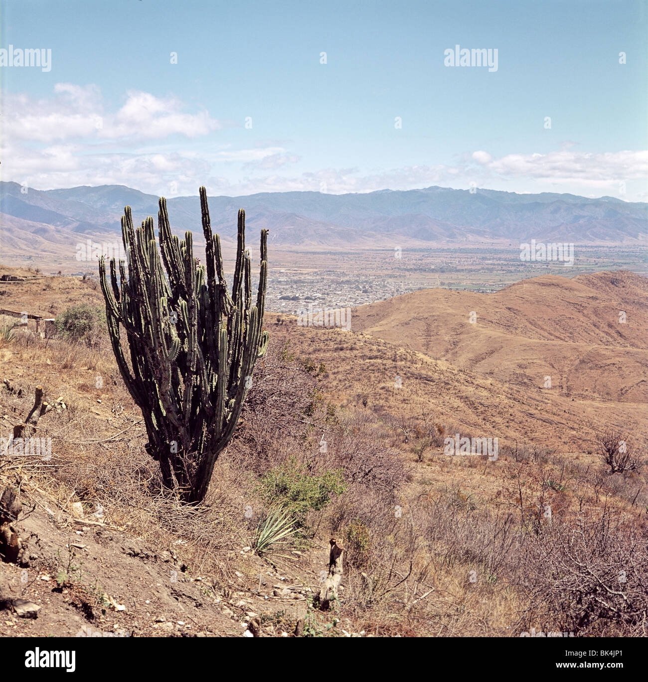 Kaktus in den Ausläufern über Oaxaca de Juárez, Mexiko Stockfoto