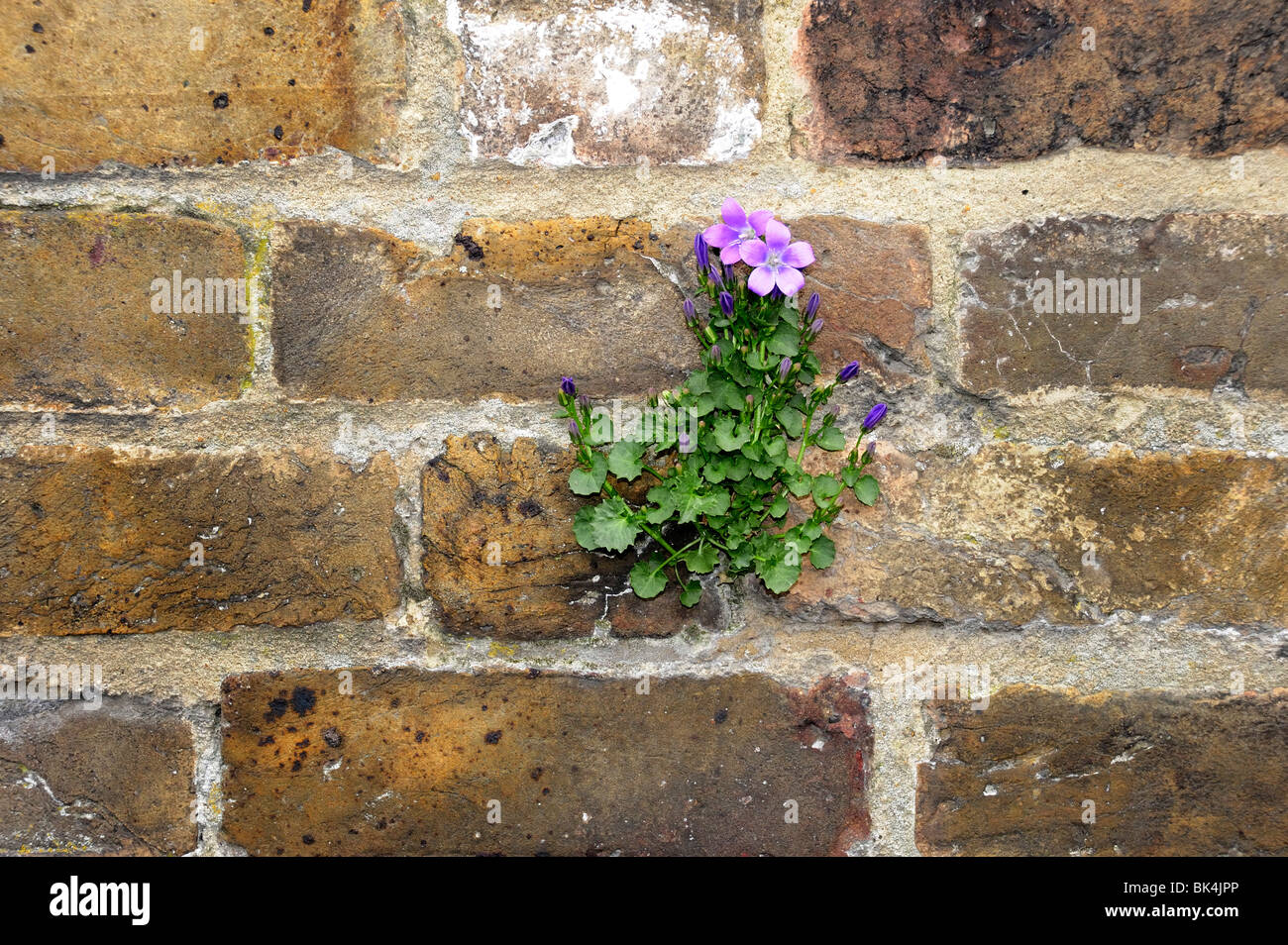 Wilde Blume wächst in Seite der Mauer Stockfoto