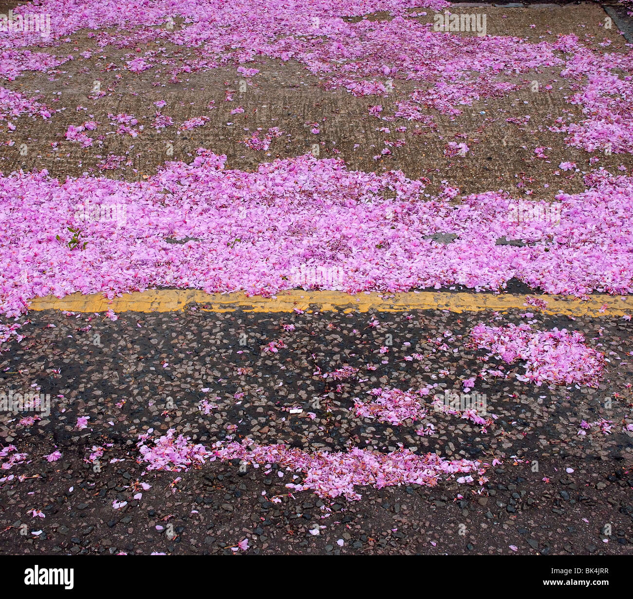 Gefallenen Frühling Blüte verstreut mit gelben Linie auf Boden Stockfoto