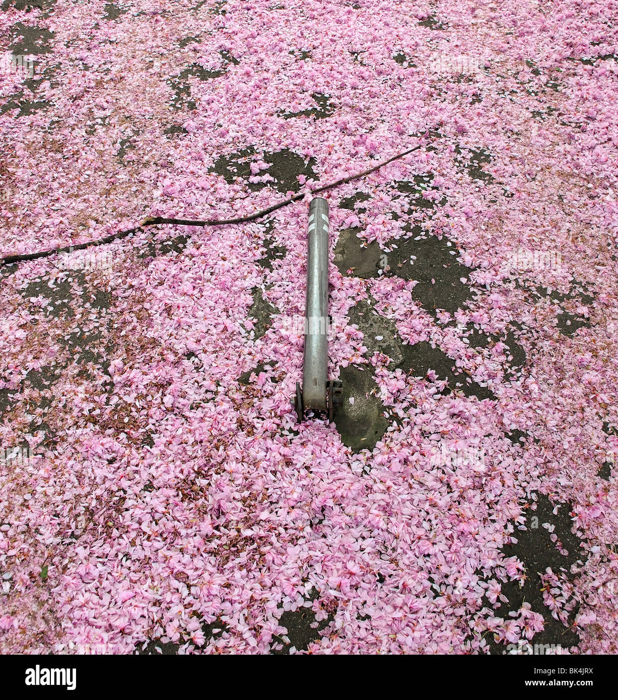 Rosa Blüte mit eingestürzten Parkplatz Poller in der Mitte der Straße auf Boden gefallen Stockfoto