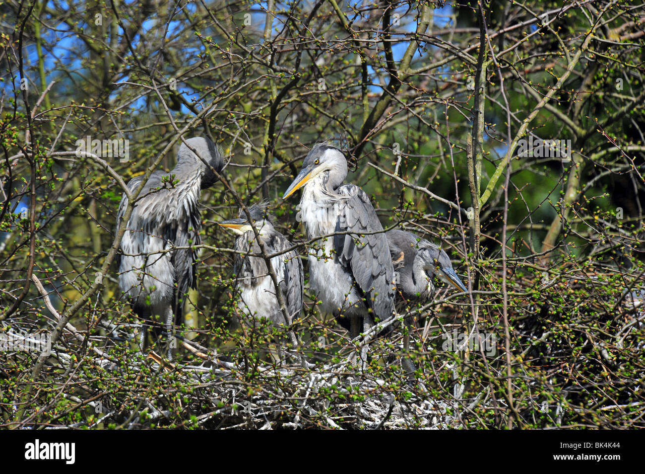 Vier Graureiher Küken im Nest. Stockfoto