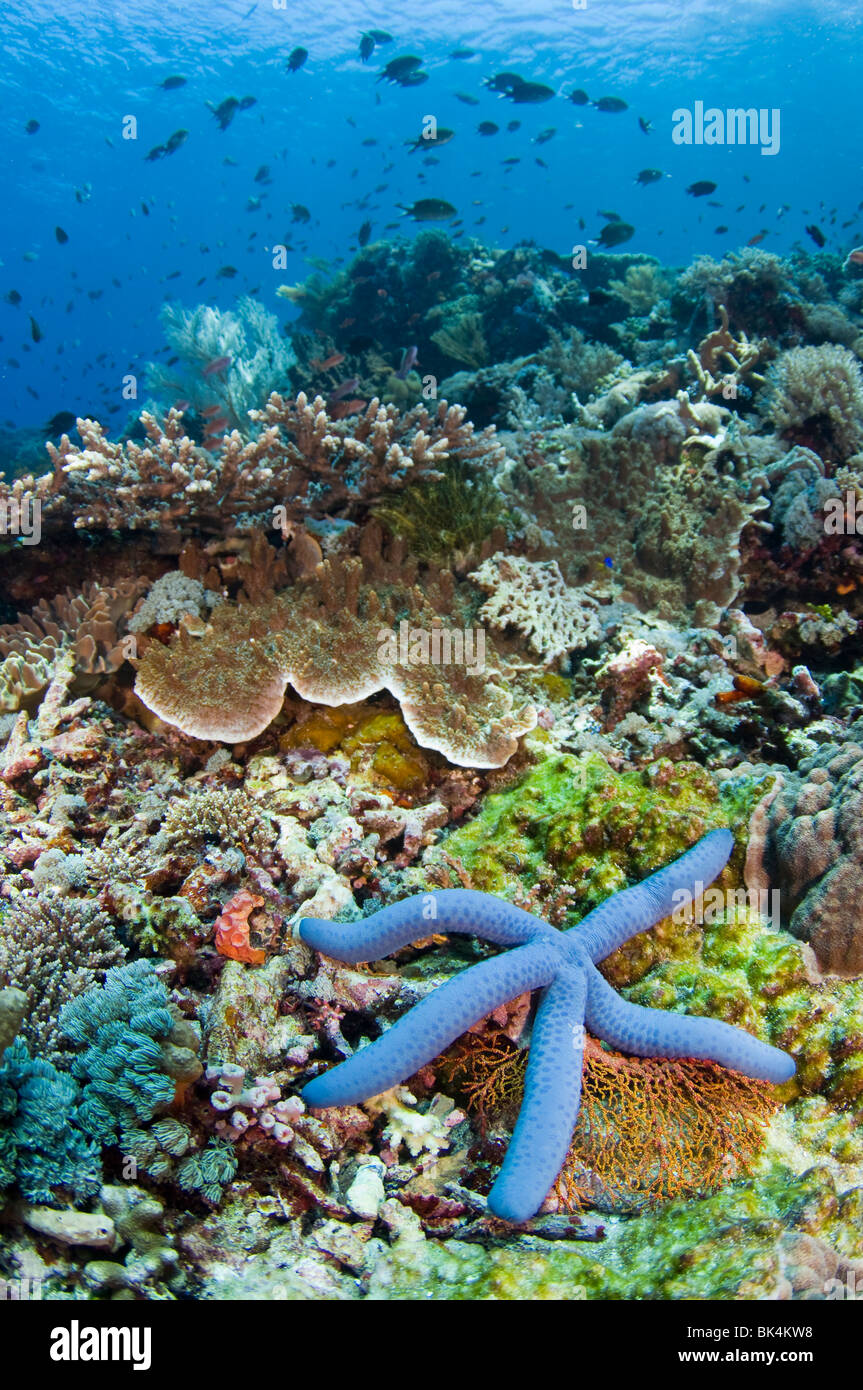 Blauer Seestern, Linckia Laevigata, Korallenriff, Tatawa Kecil, Komodo National Park, Indonesien Stockfoto