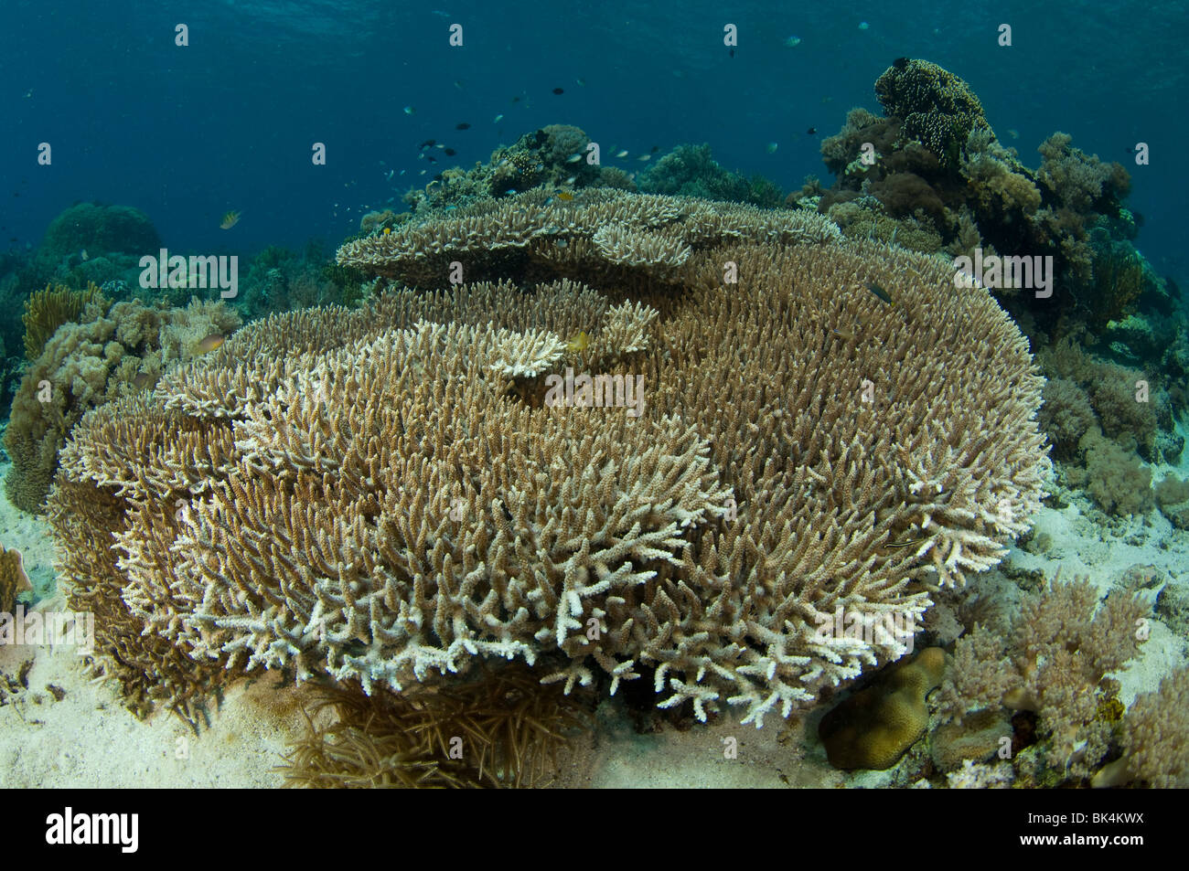 Hirschhorn-Koralle, Acropora SP., Sabolo Kecil Island, Komodo National Park, Indonesien Stockfoto