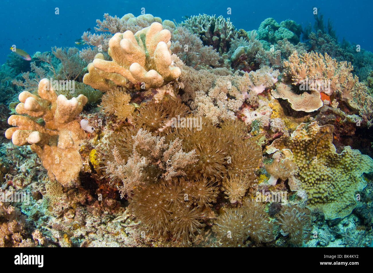 Tropischen Korallenriff, Sabolo Kecil Island Nationalpark Komodo, Indonesien Stockfoto